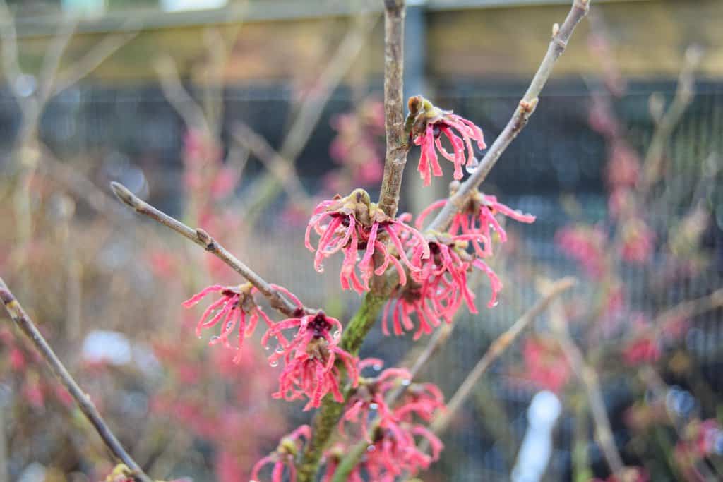 Hamamelis x intermedia 'Ruby Glow' 60-80 cm